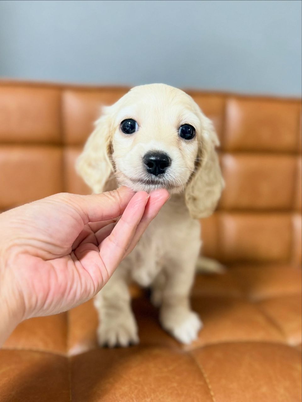 Milo